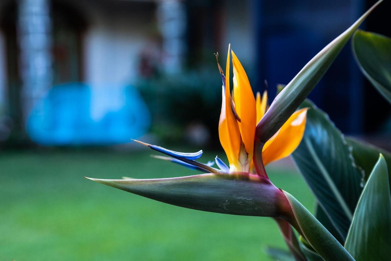 Colibrí Turquesa Hotel Tepoztlán Exterior foto